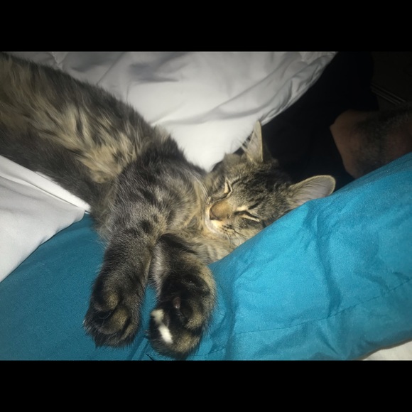 Meet your Posher, Rose - Picture 1 of 1